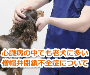 犬,悩み,予防接種